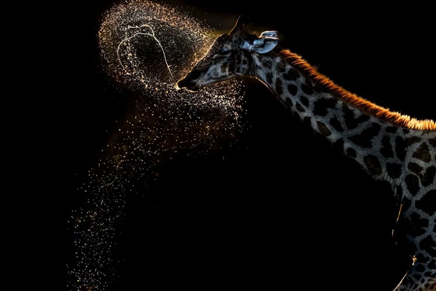 A Giraffe