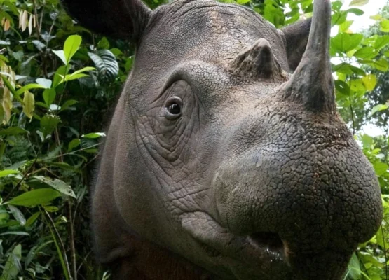 Pregnant Sumatran Rhinos