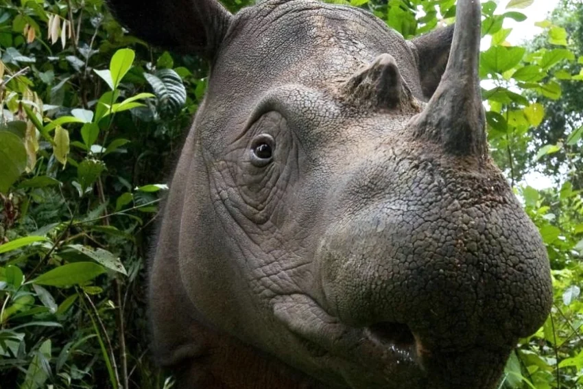 Pregnant Sumatran Rhinos