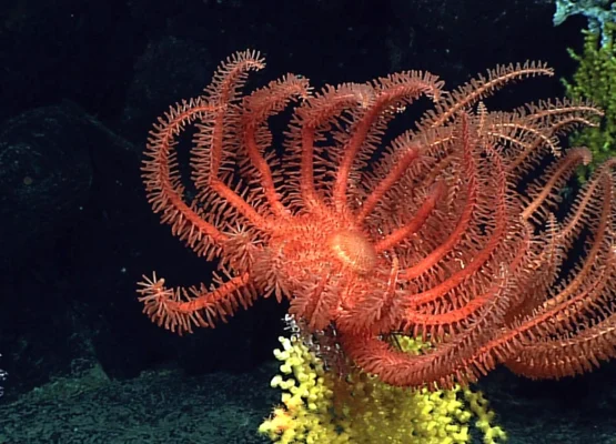 Deep-Sea World