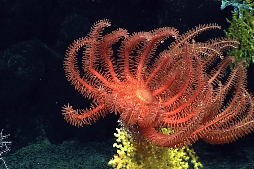 Deep-Sea World