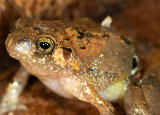 Frog Species