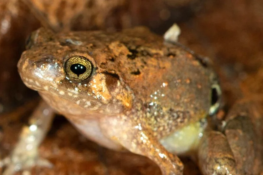 Frog Species