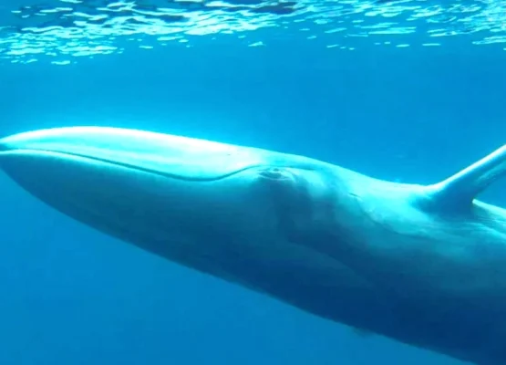 Omura's Whale