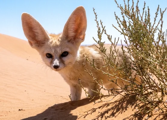 Fennec Fox