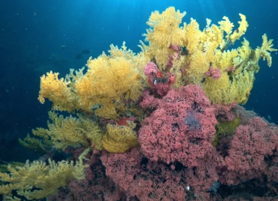 a Golden Coral So Strange