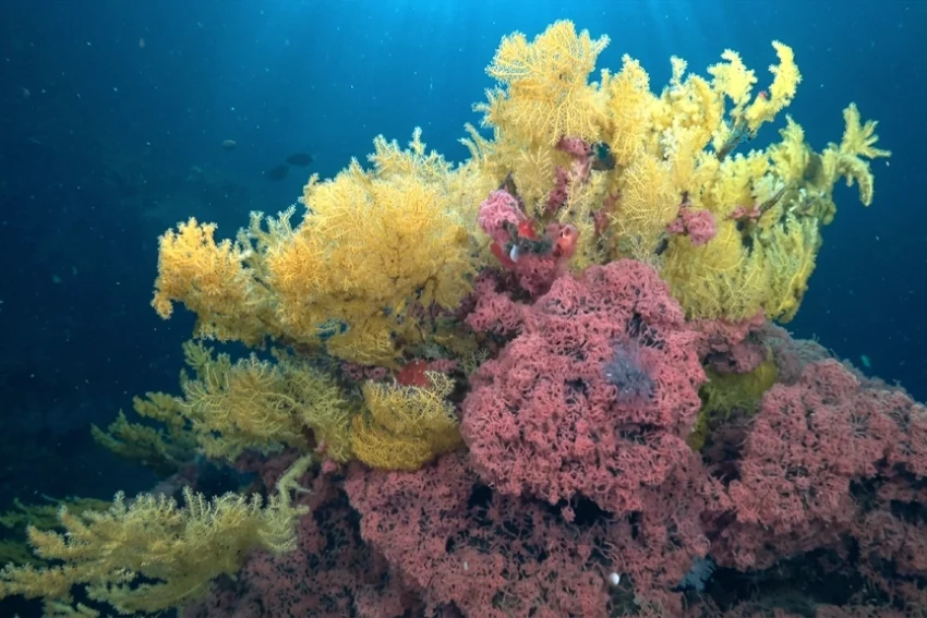 a Golden Coral So Strange