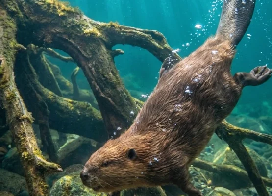 Otter-Like Mammal