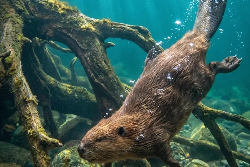 Otter-Like Mammal